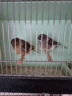 Glosters, Dieren en Toebehoren, Meerdere dieren, Postuurkanarie