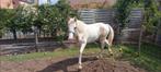 Merrieveulen, Dieren en Toebehoren