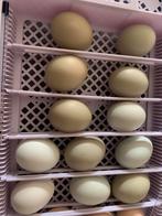 Dag Kuikens silverudds, Dieren en Toebehoren, Ophalen, Zo goed als nieuw