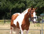 Top brave 3 jarige e pony ruin, E pony (1.48m - 1.57m), Ruin, Zadelmak, 3 tot 6 jaar