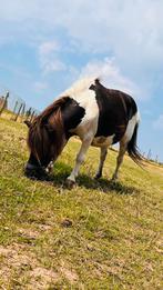 Shetlandmerrie met stamboek (potentieel drachtig)