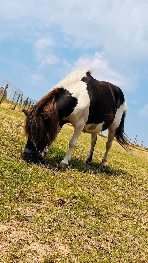 Shetlandmerrie met stamboek (potentieel drachtig), Dieren en Toebehoren, Pony's
