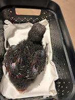 Jonge pop edelpapegaai, Dieren en Toebehoren, Vogels | Parkieten en Papegaaien, Vrouwelijk, Papegaai, Geringd