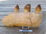 Tanden en kaakfragment mosasaurus globidens, Ophalen of Verzenden, Fossiel