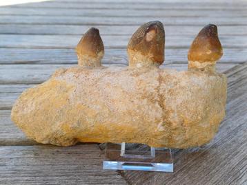 Tanden en kaakfragment mosasaurus globidens  beschikbaar voor biedingen