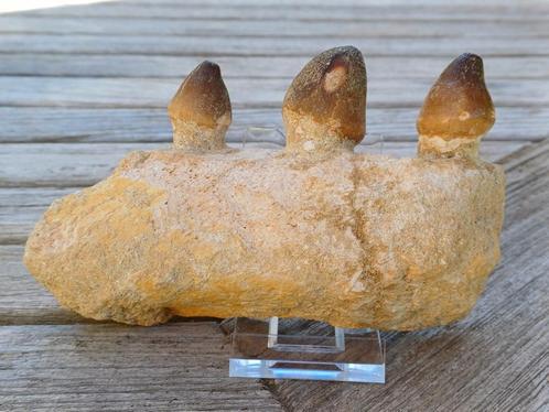 Tanden en kaakfragment mosasaurus globidens, Verzamelen, Mineralen en Fossielen, Fossiel, Ophalen of Verzenden