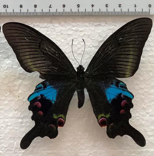 Papilio arcturus A-, halve prijs, Verzamelen, Dierenverzamelingen, Zo goed als nieuw, Ophalen of Verzenden