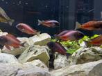 Tropheus Chipimbi Red (Tanganyika), Dieren en Toebehoren, Vis, Zoetwatervis, Schoolvis
