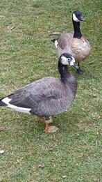 Gans, Dieren en Toebehoren, Pluimvee