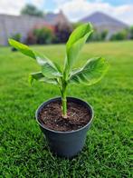 Musa basjoo (Japanse vezelbanaan), Tuin en Terras, Planten | Tuinplanten, Ophalen, Lente, Vaste plant, Volle zon