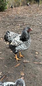 Wyandotte, Dieren en Toebehoren, Pluimvee, Vrouwelijk, Kip