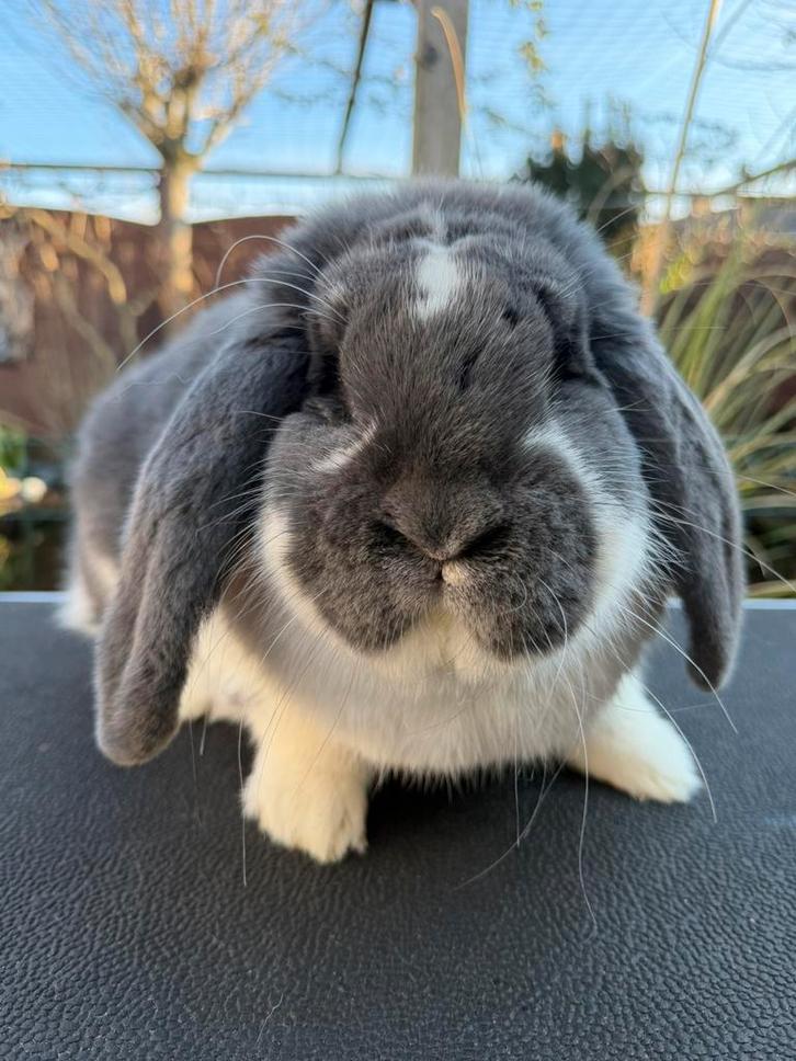 Franse Hangoor ram - Blauwbont - ingeent - raszuiver+gezond, Dieren en Toebehoren, Konijnen, Groot, Mannelijk, 0 tot 2 jaar, Hangoor
