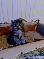 Prachtige Maine Coon posje, Dieren en Toebehoren, Poes, Gechipt, 0 tot 2 jaar