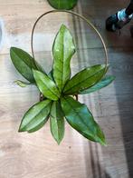 Hoya crassipetiolata, Maison & Meubles, Plantes d'intérieur, Autres espèces, En pot, Enlèvement ou Envoi, Plante à fleurs