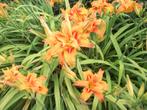 Hemerocallis 'Fulva Kwanso Plena' en andere, Volle zon, Vaste plant, Zomer, Ophalen