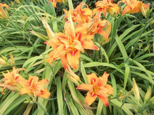 Hemerocallis 'Fulva Kwanso Plena' en andere, Tuin en Terras, Planten | Tuinplanten, Vaste plant, Overige soorten, Volle zon, Zomer