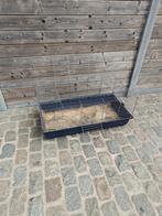 Knaagdier ren, Dieren en Toebehoren, Gebruikt, Ren, Ophalen, Minder dan 60 cm