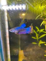 Betta vis vrouw, Dieren en Toebehoren, Vis, Zoetwatervis