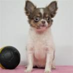 Chihuahua - chiots Belges à vendre, Animaux & Accessoires, Commerçant, Chienne, Belgique, 8 à 15 semaines