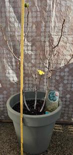 Figuier 'BROWN TURKEY', 100 à 250 cm, Plein soleil, Autres espèces, Enlèvement