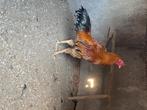 Shamo 2 jaar, Dieren en Toebehoren, Pluimvee, Mannelijk, Kip