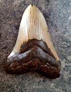 MEGALODON TAND USA	137	gr	11.1x8x2	cm, Verzamelen, Ophalen of Verzenden, Fossiel