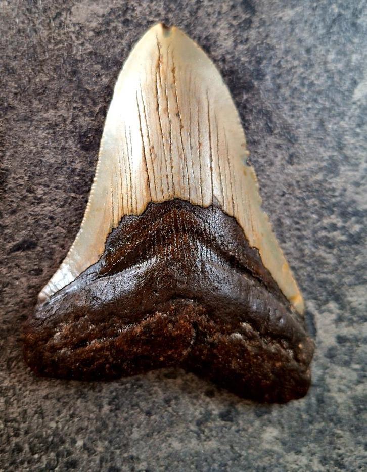 MEGALODON TAND USA	137	gr	11.1x8x2	cm, Verzamelen, Mineralen en Fossielen, Fossiel, Ophalen of Verzenden