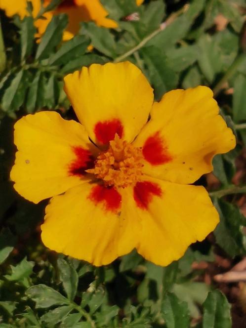 10 zaden Tagetes Naughty Marietta (Afrikaantje, stinkers), Tuin en Terras, Bloembollen en Zaden, Zaad, Voorjaar, Verzenden