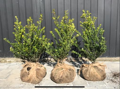 Ikex in soorten, Jardin & Terrasse, Plantes | Arbustes & Haies, Haie, Enlèvement