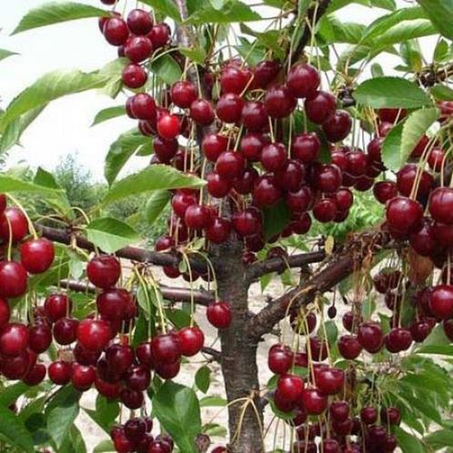 KERSENBOMEN oa DONKERE VLEESKERSEN, Tuin en Terras, Planten | Tuinplanten, Vaste plant, Fruitplanten, Volle zon, Lente, Ophalen of Verzenden