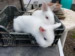 Konijn, Dieren en Toebehoren, Konijnen, Mannelijk, Klein, 0 tot 2 jaar