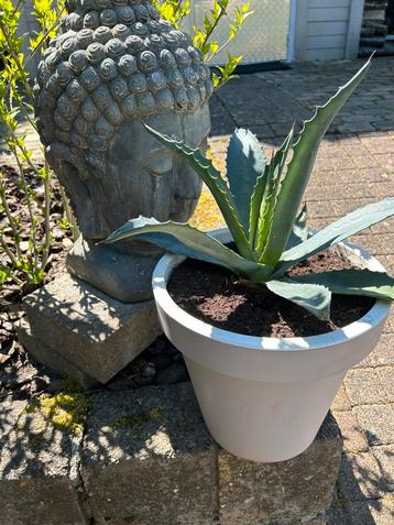 Agave grote plant inclusief grijs/wit kunststof pot beschikbaar voor biedingen