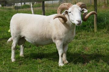 Import stamboek Wiltshire Horn ram beschikbaar voor biedingen