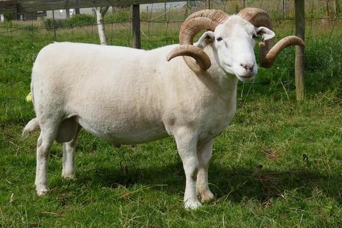 Import stamboek Wiltshire Horn ram, Dieren en Toebehoren, Schapen, Geiten en Varkens, Schaap, Mannelijk, 3 tot 5 jaar