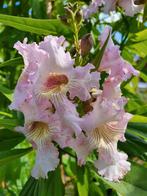 Chitalpa tashkentensis ‘Summer Bells / boomoleander nieuw ‼️, Tuin en Terras, Planten | Bomen, In pot, Zomer, Volle zon, 400 cm of meer