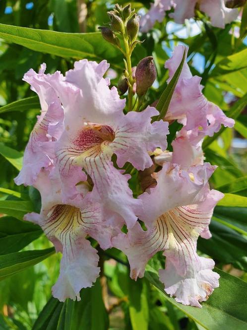 Chitalpa tashkentensis ‘Summer Bells / boomoleander nieuw ‼️, Jardin & Terrasse, Plantes | Arbres, Arbre à bulbes, 400 cm ou plus
