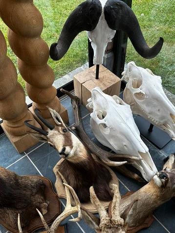 Oude jachttrofee curiosa taxidermie opgezette, Enlèvement ou Envoi