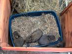 Jonge konijntjes zoeken thuis, Dieren en Toebehoren, Konijnen