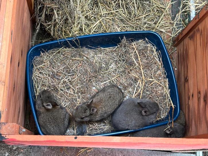 Jonge konijntjes zoeken thuis, Dieren en Toebehoren, Konijnen
