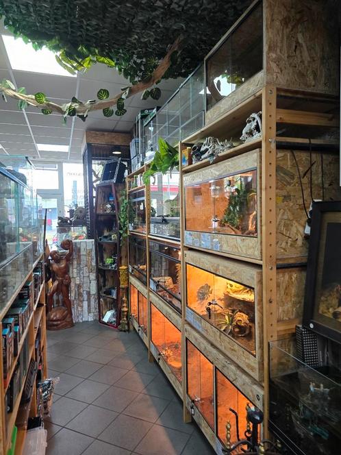Diversen reptielen/amfibieën met hemelvaart extra kortingen, Dieren en Toebehoren, Reptielen en Amfibieën, Amfibie