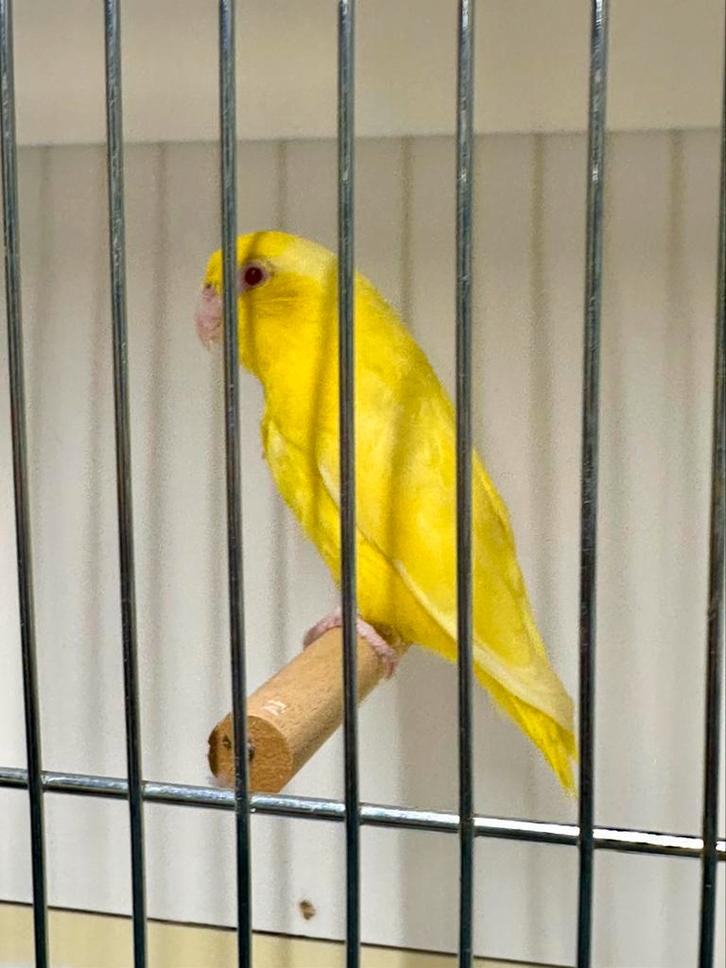 Forpus coelestis, Dieren en Toebehoren, Vogels | Parkieten en Papegaaien, Parkiet, Vrouwelijk, Geringd