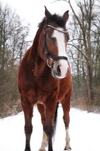 Halve stal gezocht regio Pulderbos, Dieren en Toebehoren, Ruin, D pony (1.37m tot 1.48m), Recreatiepony, 11 jaar of ouder