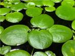 🍀waterplant Limnobium laevigatum Drijfplant🍀, Dieren en Toebehoren, Geslacht onbekend