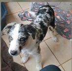 Bleu merle border collie pup teefje 4 mnd oud op boerderij, Dieren en Toebehoren, België, 15 weken tot 1 jaar, CDV (hondenziekte)