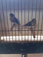 vogels mexicaanse roodmussen, Dieren en Toebehoren, Meerdere dieren, Bastaard