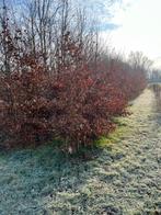 Groene Beuk Fagus sylvatica, Ophalen, Halfschaduw, Overige soorten, 100 tot 250 cm