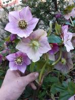 kerstrozen helleborus grote vaste planten, Tuin en Terras, Ophalen of Verzenden