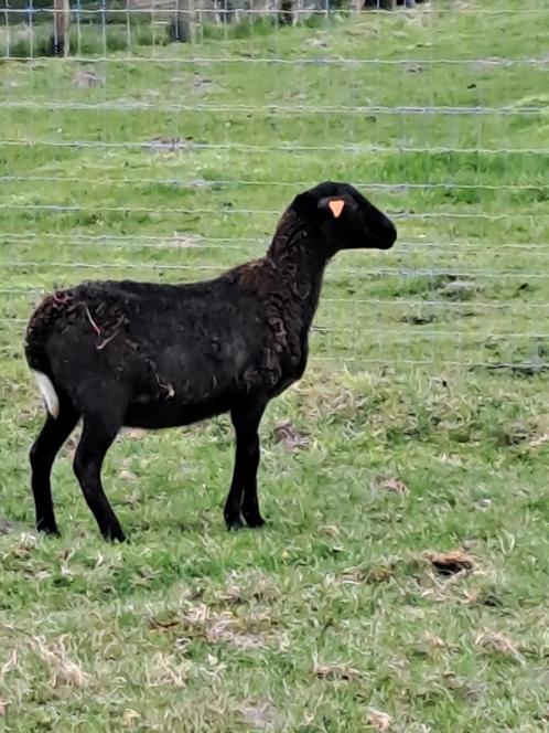 Zelfruiende ooi, Dieren en Toebehoren, Schapen, Geiten en Varkens, Schaap, Vrouwelijk, 0 tot 2 jaar