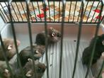 5 hamsters met kooi, Animaux & Accessoires, Rongeurs