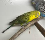 Koppel blackwing grasparkieten, Meerdere dieren, Parkiet, Geringd